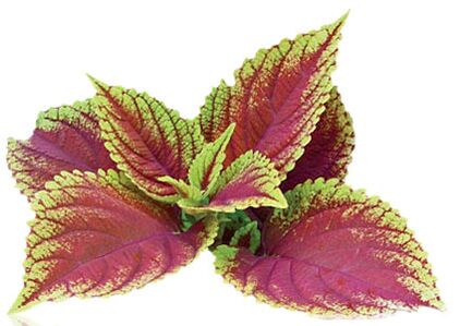 coleus forskolia come parte di Reduslim
